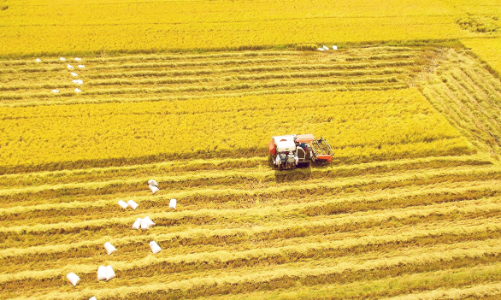 50 năm phát triển vượt bậc của ngành nông nghiệp Việt Nam