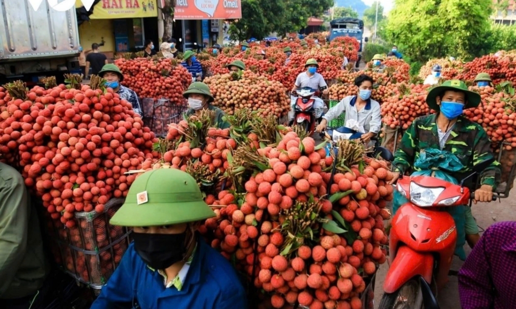 Vải thiều Bắc Giang sắp vào vụ thu hoạch chính
