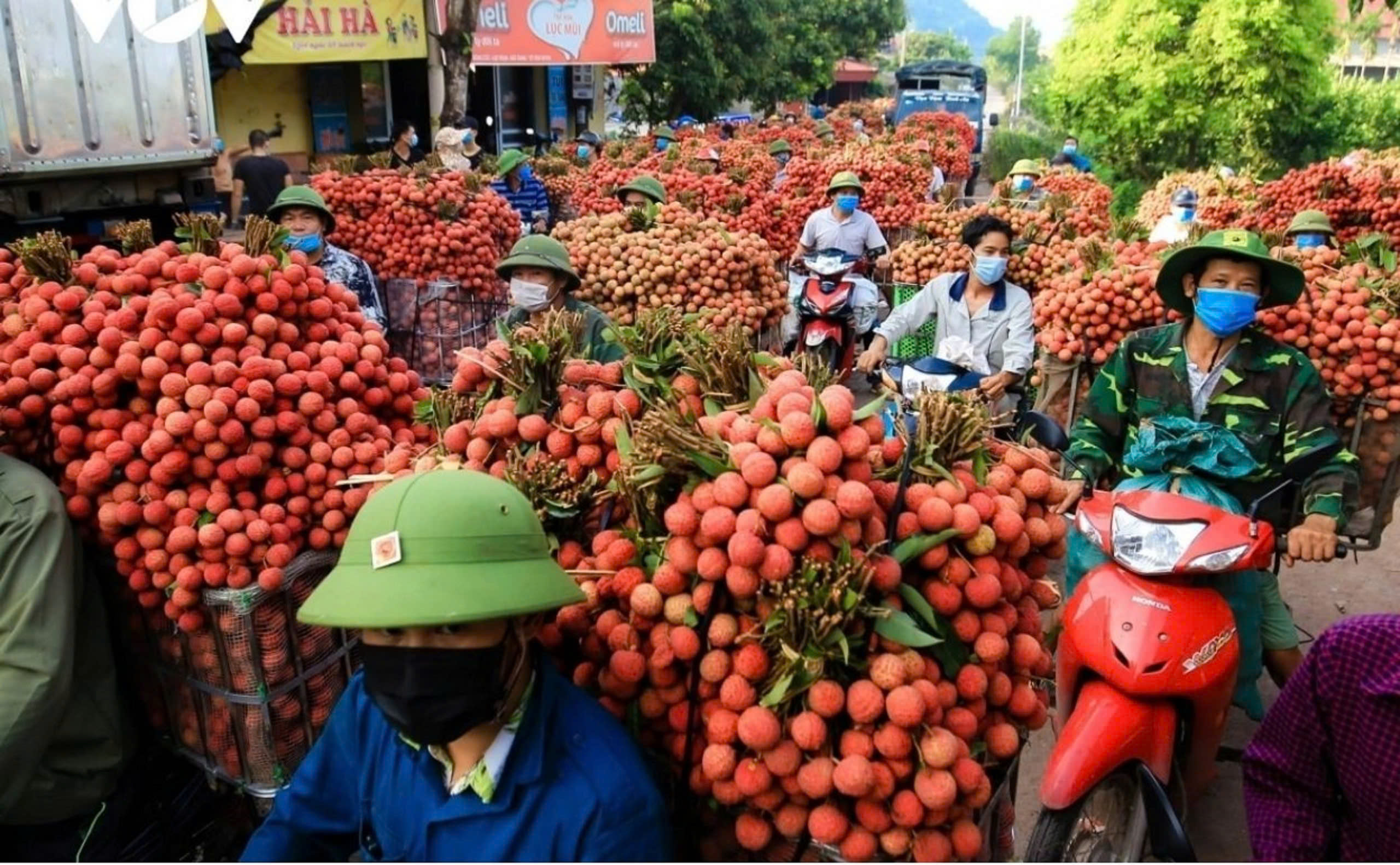 Vải thiều Bắc Giang sắp vào vụ thu hoạch chính 