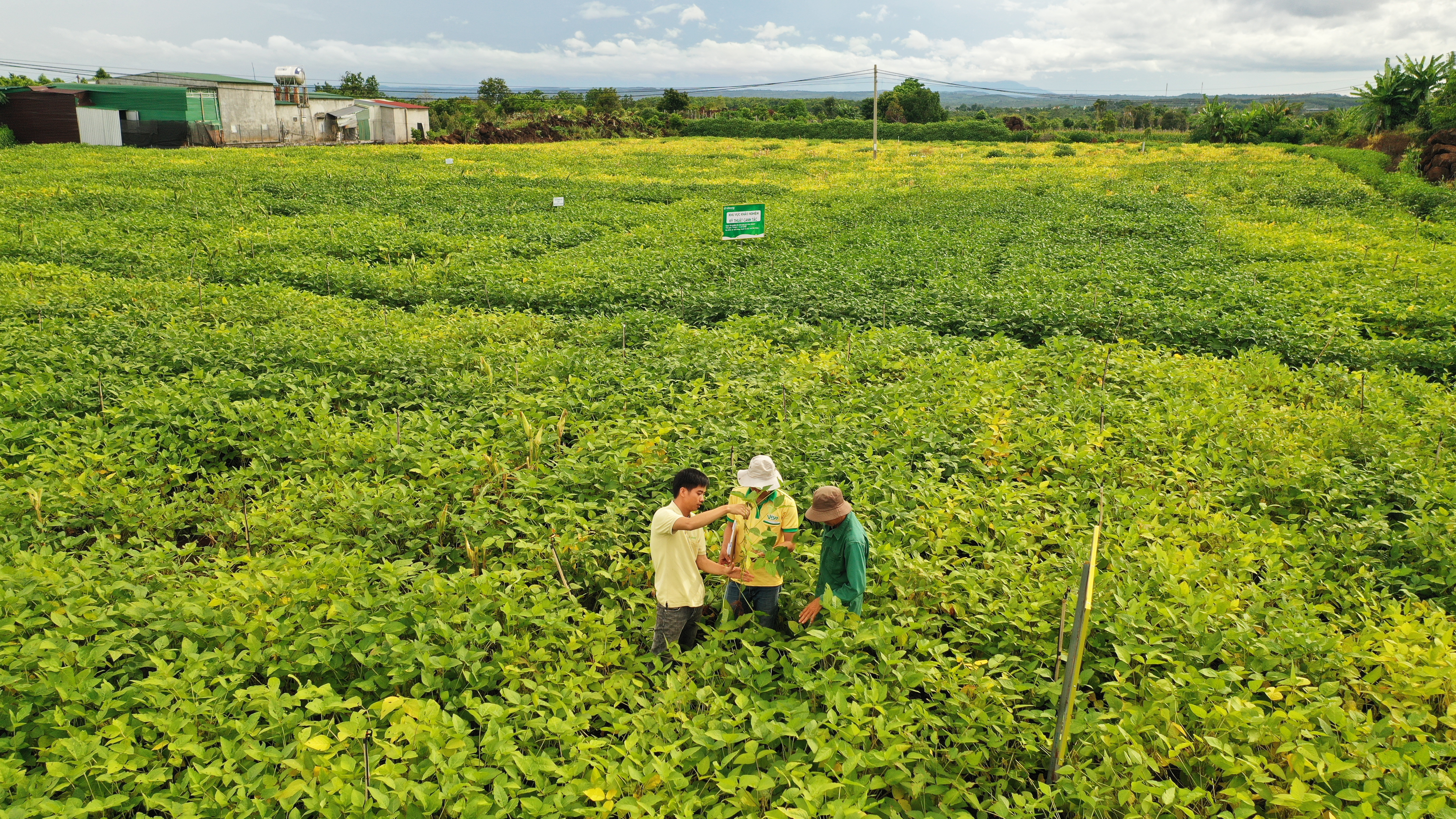Vinasoy mở rộng v&ugrave;ng trồng đậu n&agrave;nh đạt chuẩn VietGAP tại huyện Cư Jut, Đăk N&ocirc;ng.