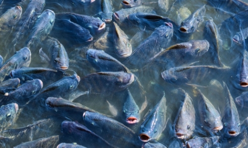 Brazil thu hồi lệnh đình chỉ nhập khẩu cá rô phi Việt Nam