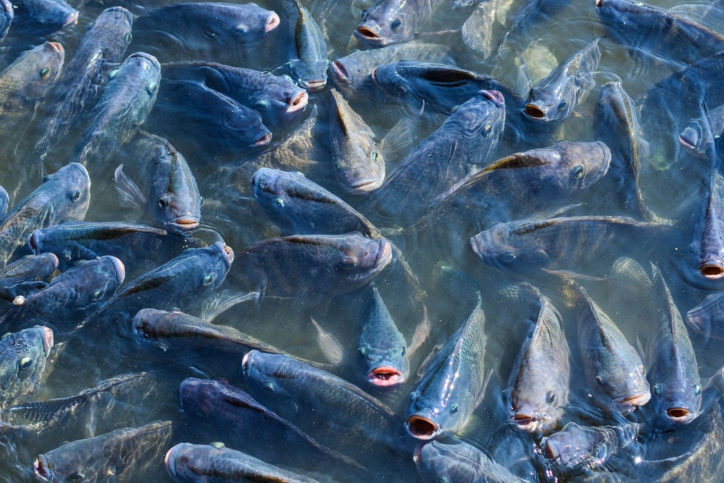 Vào tháng 2/2024, Bộ Nông nghiệp và Chăn nuôi Brazil đã thông báo về việc tạm dừng nhập khẩu cá rô phi Việt Nam.