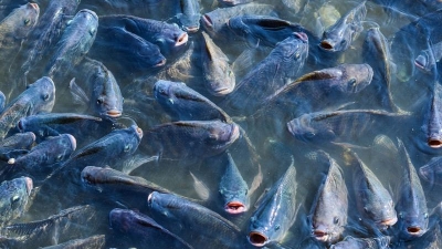 Brazil lifts ban on import of tilapia fish from Vietnam