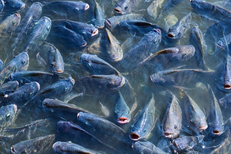 Brazil lifts ban on import of tilapia fish from Vietnam