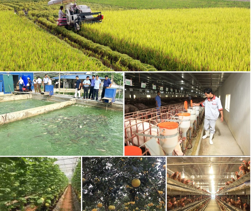 Sản xuất nông nghiệp 4 tháng đầu năm 2025 tiếp tục xu hướng tích cực.