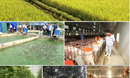 Sản xuất nông nghiệp 4 tháng đầu năm: Diện tích rừng trồng mới tăng mạnh, thủy sản nuôi trồng chuyển biến tích cực