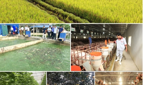 Sản xuất nông nghiệp 4 tháng đầu năm: Diện tích rừng trồng mới tăng mạnh, thủy sản nuôi trồng chuyển biến tích cực