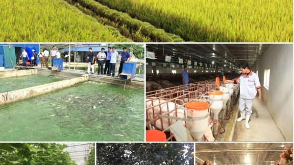 Sản xuất nông nghiệp 4 tháng đầu năm: Diện tích rừng trồng mới tăng mạnh, thủy sản nuôi trồng chuyển biến tích cực