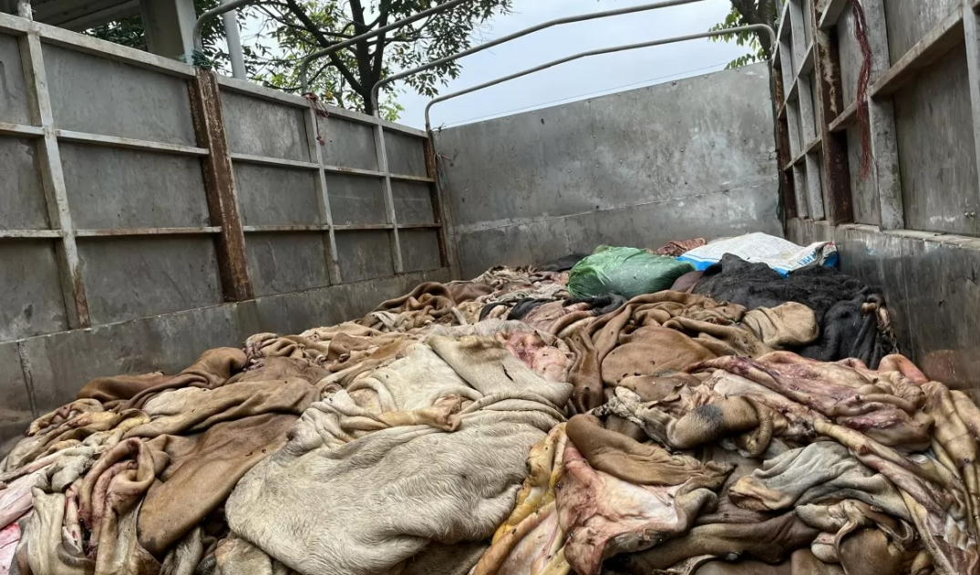 Số thực phẩm bẩn bị phát hiện là da trâu, da bò chưa qua sơ chế