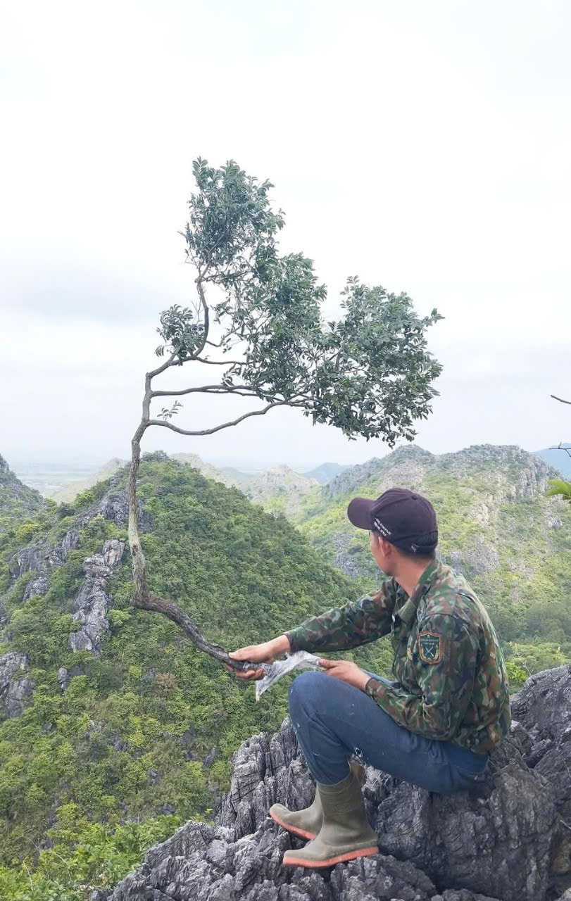 Cây đẹp thường mọc ở những vách đá hiểm trở