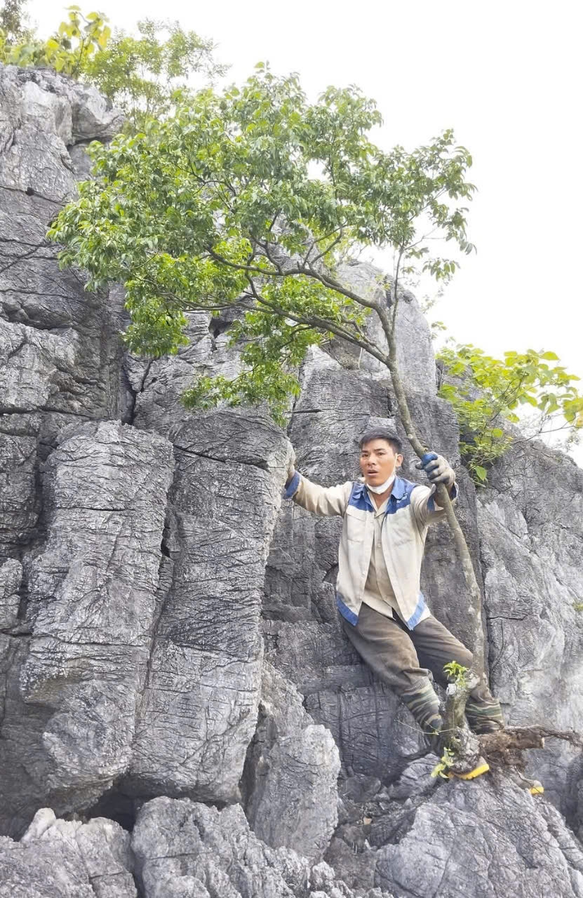 Nghề săn muội hồng là một hành trình đầy mạo hiểm và gian nan