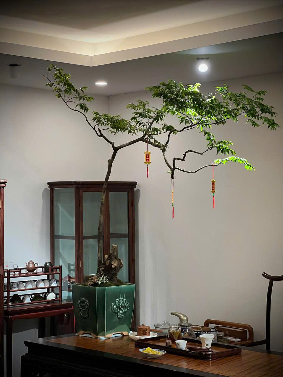 Muội hồng được săn đón để trang trí phòng trà