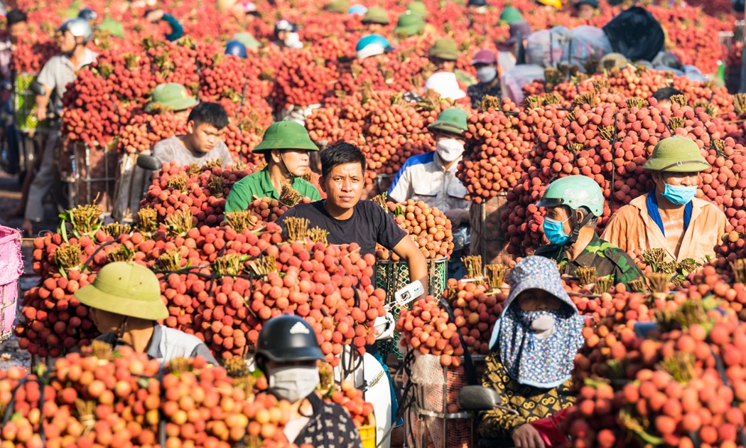 Dòng người chở vải thiều đến các điểm cân để tiêu thụ. Nguồn: Cổng thông tin điện tử tỉnh Bắc Giang.