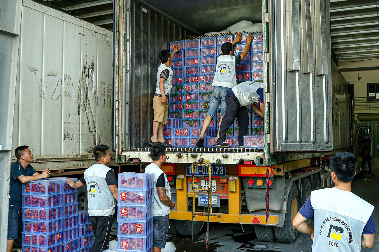Vải thiều được đ&oacute;ng h&agrave;ng phục vụ xuất khẩu, Nguồn: Cổng th&ocirc;ng tin điện tử tỉnh Bắc Giang.