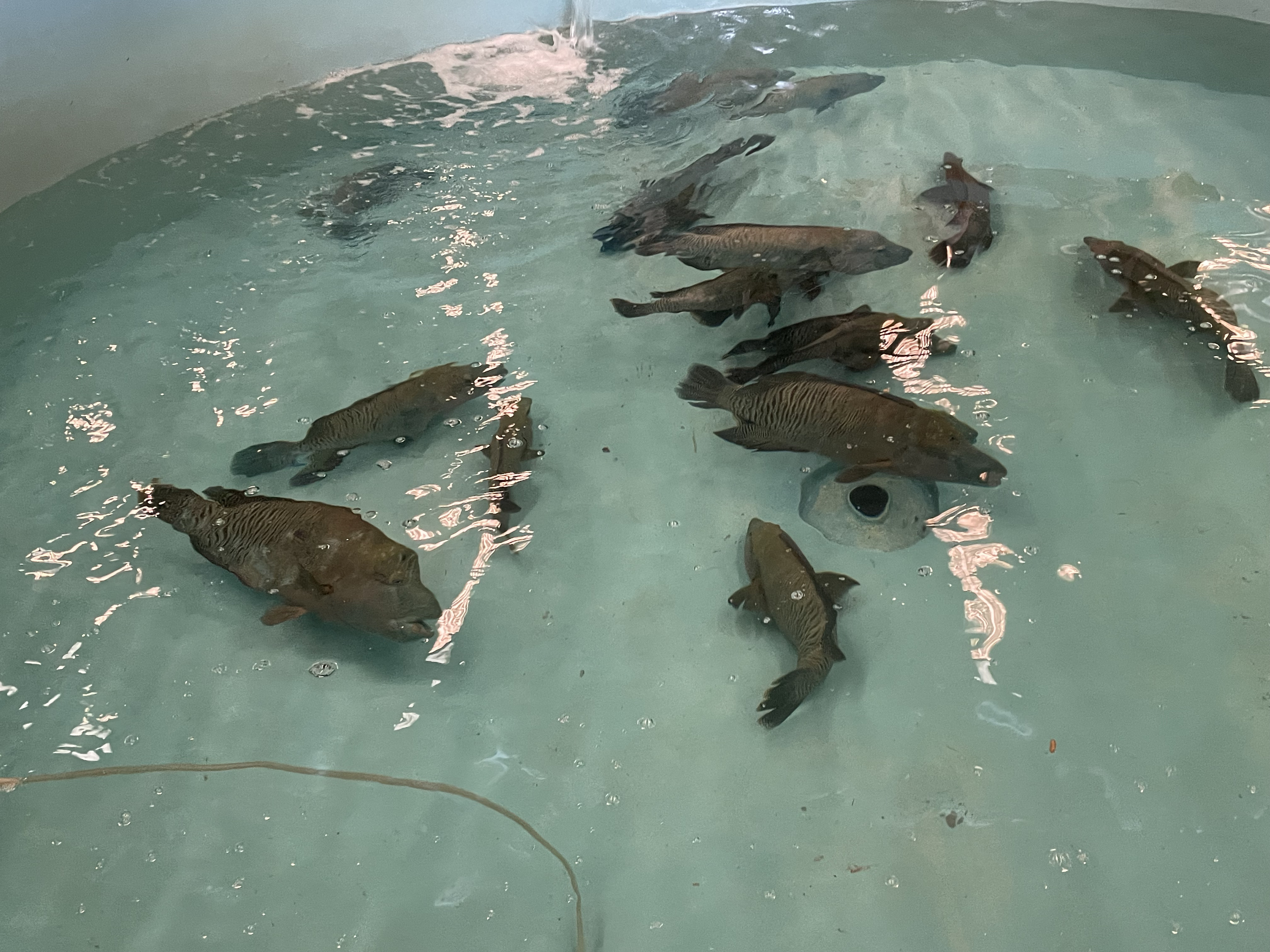 Dự &aacute;n lai tạo giống c&aacute; m&uacute; tại Nha Trang, Việt Nam do Australia t&agrave;i trợ.