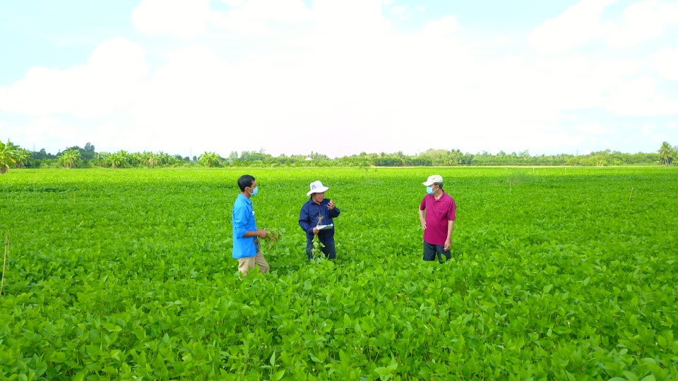 M&ocirc; h&igrave;nh lu&acirc;n canh đậu n&agrave;nh - l&uacute;a kh&ocirc;ng chỉ tăng thu nhập m&agrave; c&ograve;n g&oacute;p phần ph&aacute;t triển n&ocirc;ng nghiệp bền vững ở cả Đồng bằng s&ocirc;ng Hồng v&agrave; Đồng bằng s&ocirc;ng Cửu Long.