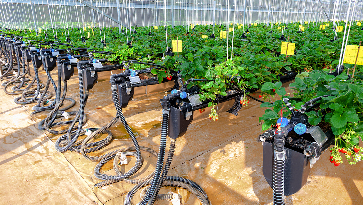 Chuyển đổi số, điều khiển sản xuất nông nghiệp thông minh là xu thế tất yếu.