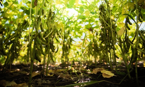 Luân canh đậu nành - Giải pháp “3 trong 1” cho sản xuất nông nghiệp bền vững