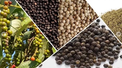 Vietnam's pepper exports earn $510 mln in 4M