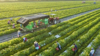 Australia supports AUD2 mln for innovation projects in Vietnam’s agriculture sector 