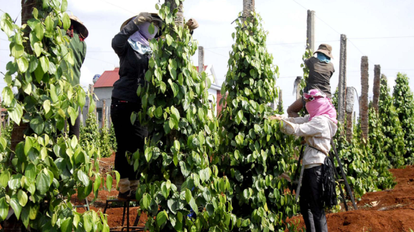 Giá xuất khẩu hồ tiêu vẫn ở mức cao, nhưng thời gian tới sẽ gặp khó do chính sách thuế của Hoa Kỳ