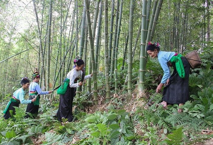 Khai th&aacute;c c&acirc;y tre luồng l&agrave; nguồn thu ch&iacute;nh của đồng b&agrave;o c&aacute;c d&acirc;n tộc tại nhiều huyện miền n&uacute;i Thanh Ho&aacute;