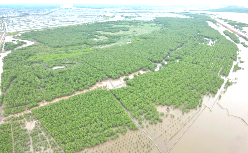 Rừng ngập mặn huyện Kim Sơn (Ninh B&igrave;nh) phủ k&iacute;n một m&agrave;u xanh
