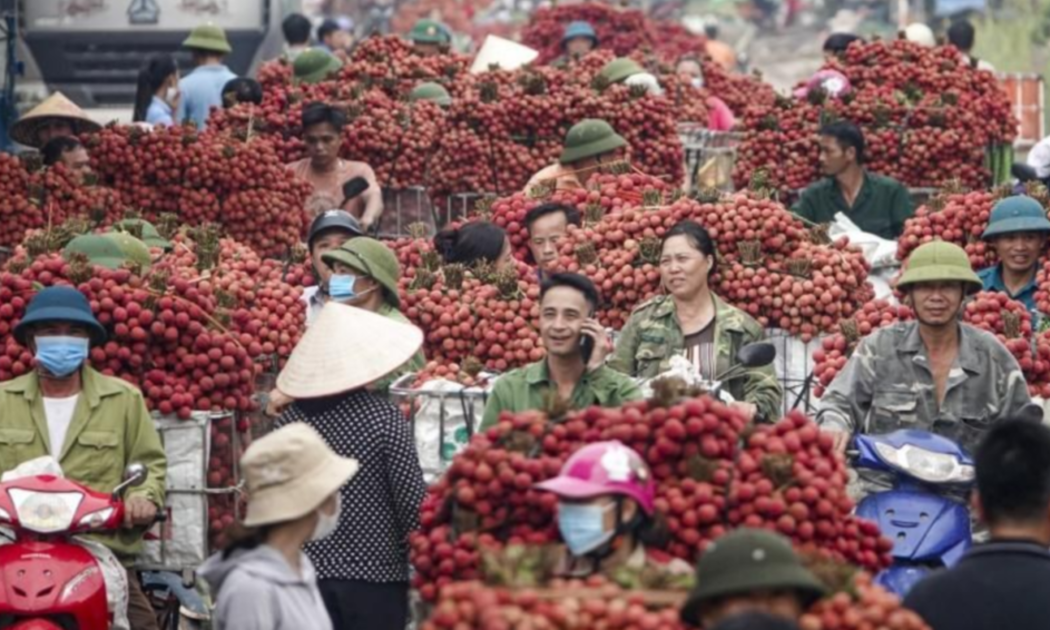 Kỳ vọng vào xuất khẩu trái vải thiều.