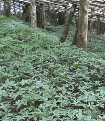 Một khu vườn ươm giống S&acirc;m Ngọc Linh