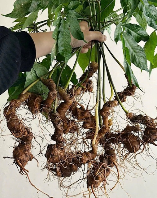 Thu hoạch S&acirc;m Ngọc Linh.