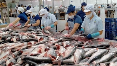 Vietnamese pangasius gains wider access to Brazilian market