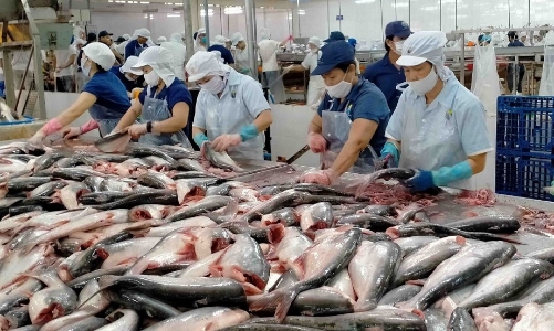 Cá tra Việt Nam “rộng cửa” vào thị trường Brazil