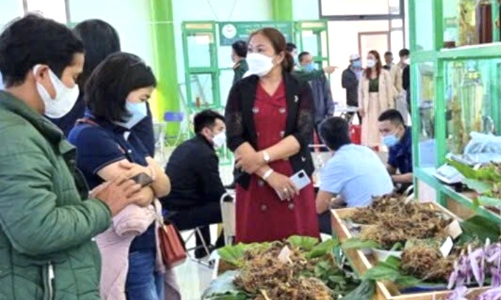 “Quốc bảo” Sâm Ngọc Linh - di sản văn hóa phi vật thể quốc gia