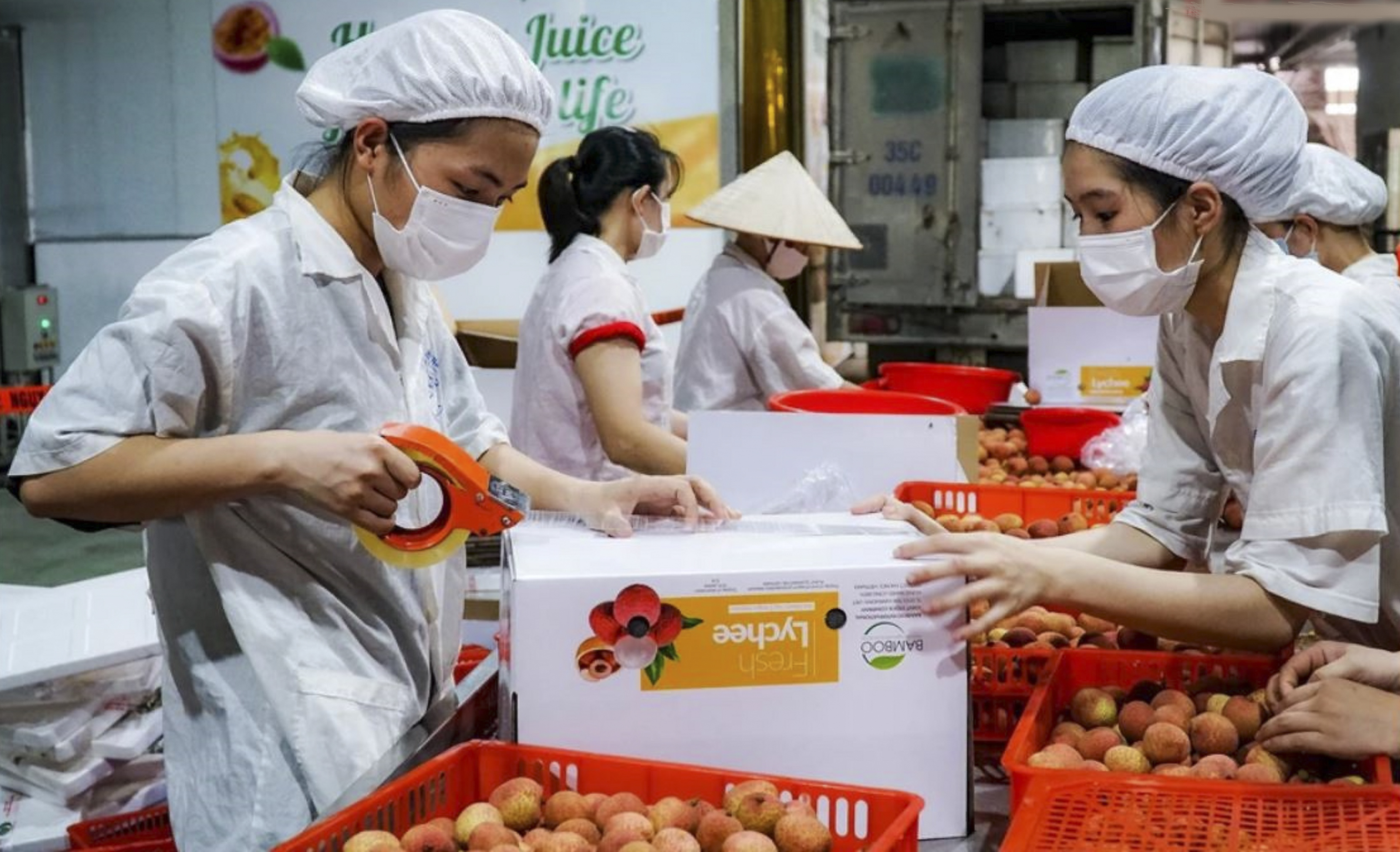 Tuyển chọn vải thiều xuất khẩu 