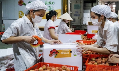 Tuyển chọn vải thiều xuất khẩu