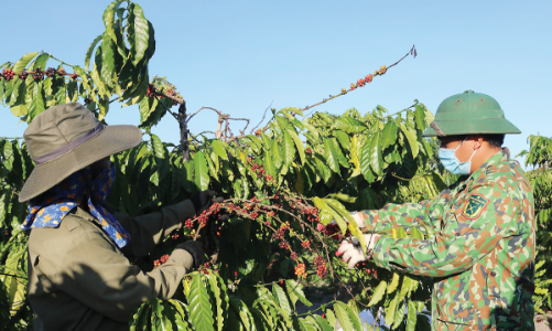 Xuất khẩu cà phê năm 2025 vẫn có thể đạt 7 tỷ USD