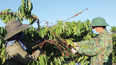 Coffee export revenue tops $3.8 bln in 4M