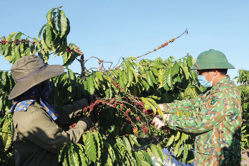 Coffee export revenue tops $3.8 bln in 4M