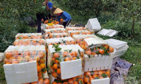 Phát triển cây ăn quả là
