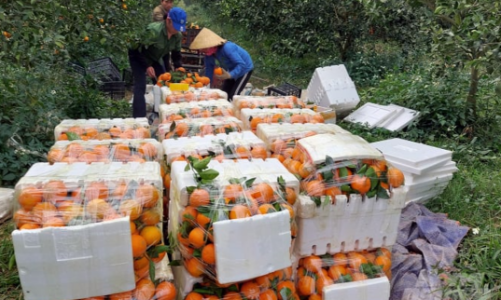 Phát triển cây ăn quả là 