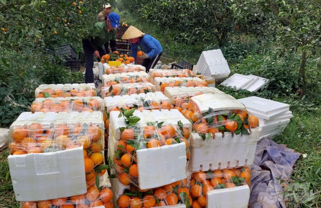 Nhờ ứng dụng công nghệ cao vào sản xuất nông nghiệp, nhiều nông trại trồng cam tại huyện Thạch Thành đạt năng suất tốt, mang lại hiệu quả kinh tế hơn so với nhiều loại cây trồng khác. 