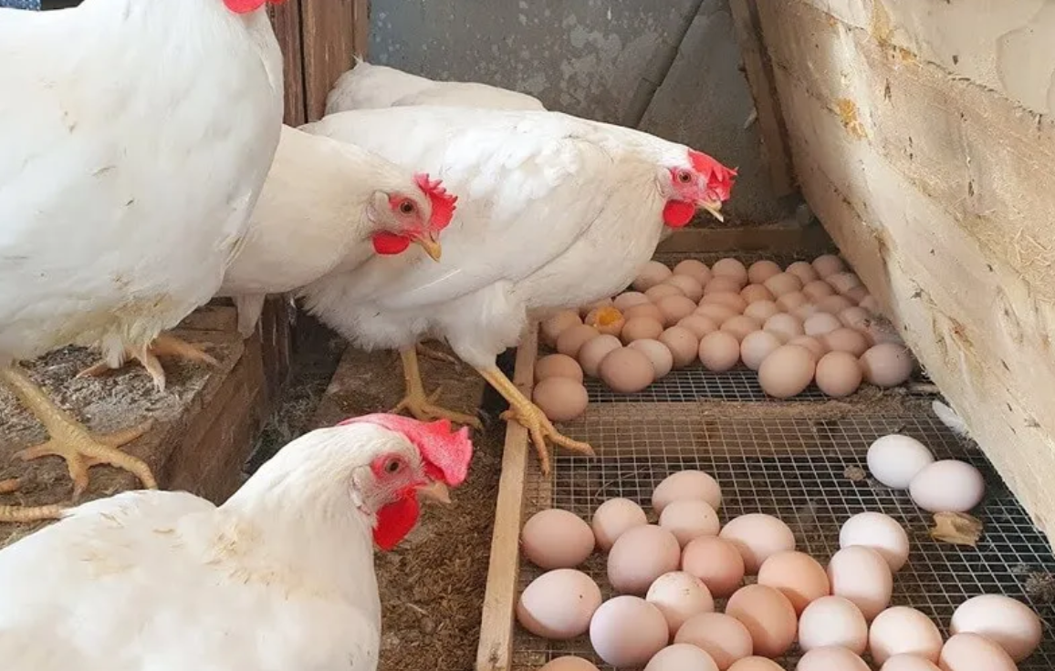 Đến thời điểm hiện nay, trên thế giới chưa có bằng chứng khoa học về việc sản xuất được trứng giả mà có đặc điểm giống như trứng gà tự nhiên.