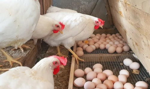 Kiến nghị điều tra, xử lý nghiêm các đối tượng thông tin sai sự thật về “trứng gà giả”