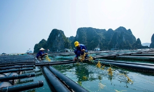 Thời hạn giao biển cho nuôi trồng thủy sản không được vượt quá 50 năm