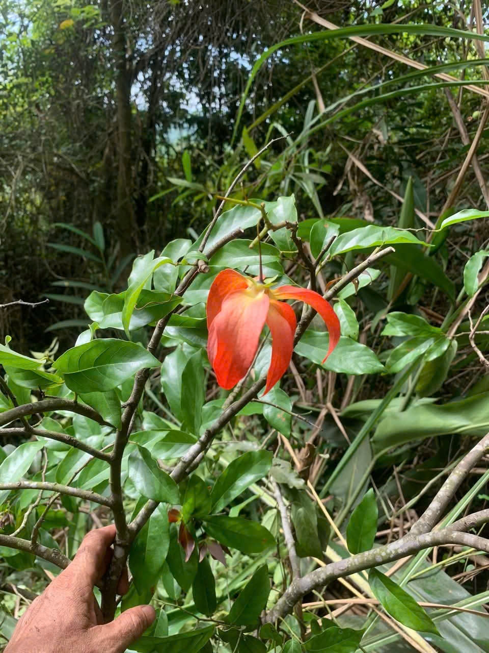 Mỗi c&acirc;y dẻ đỏ l&agrave; một c&acirc;u chuyện ri&ecirc;ng, c&oacute; c&acirc;y mang sắc đỏ ruby như ngọc, c&oacute; c&acirc;y lại &aacute;nh l&ecirc;n sắc cam mật ong rất đặc biệt