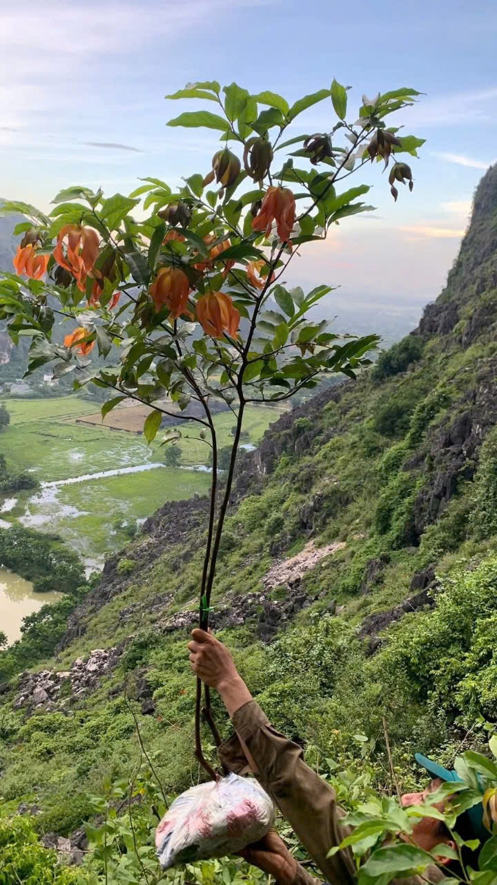 dẻ đỏ chỉ mọc tự nhi&ecirc;n tr&ecirc;n d&atilde;y n&uacute;i Ng&agrave;n Nưa