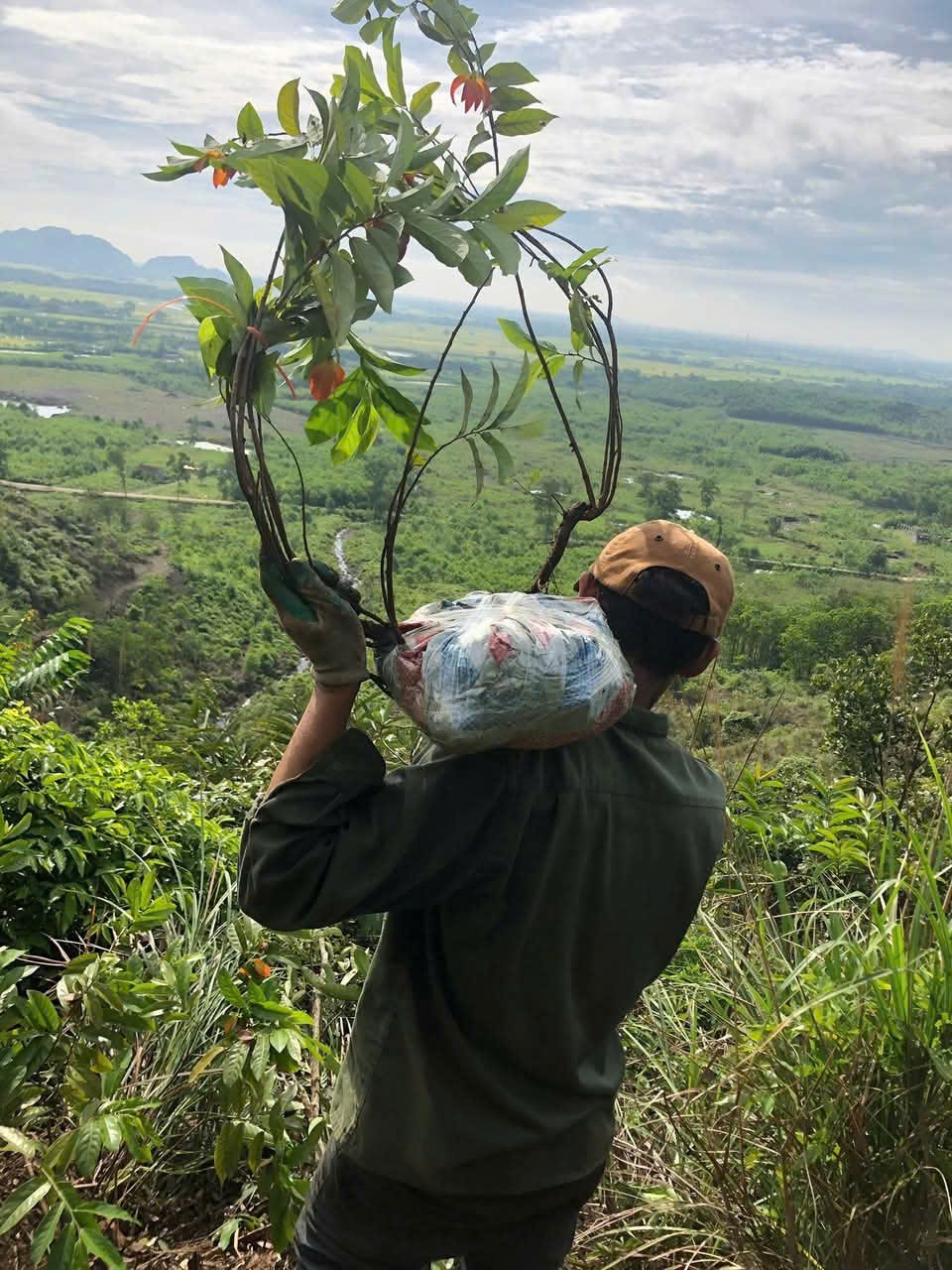 Nhiều người d&acirc;n vẫn tiếp tục v&agrave;o rừng khai th&aacute;c hoa dẻ đỏ