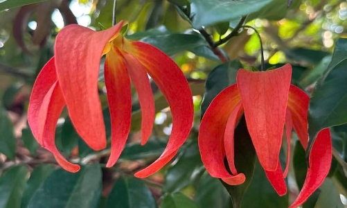 Phía sau cơn sốt hoa dẻ đỏ trên dãy Ngàn Nưa