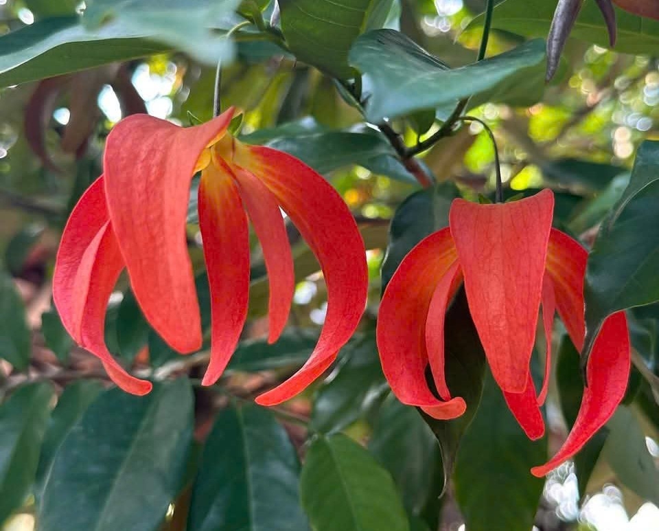 Dẻ đỏ với sắc hoa rực rỡ, cánh hoa cong xoắn như hình lồng đèn, hương thơm ngọt ngào, dịu nhẹ