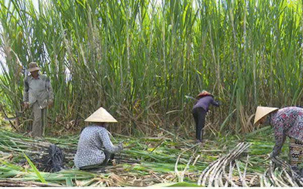 H&agrave;nh tr&igrave;nh xanh h&oacute;a của c&acirc;y m&iacute;a Lam Sơn kh&ocirc;ng chỉ l&agrave; cải tiến kỹ thuật, m&agrave; l&agrave; chuyển đổi tư duy sản xuất &ndash; từ l&agrave;m n&ocirc;ng truyền thống sang n&ocirc;ng nghiệp c&oacute; tr&aacute;ch nhiệm với m&ocirc;i trường.